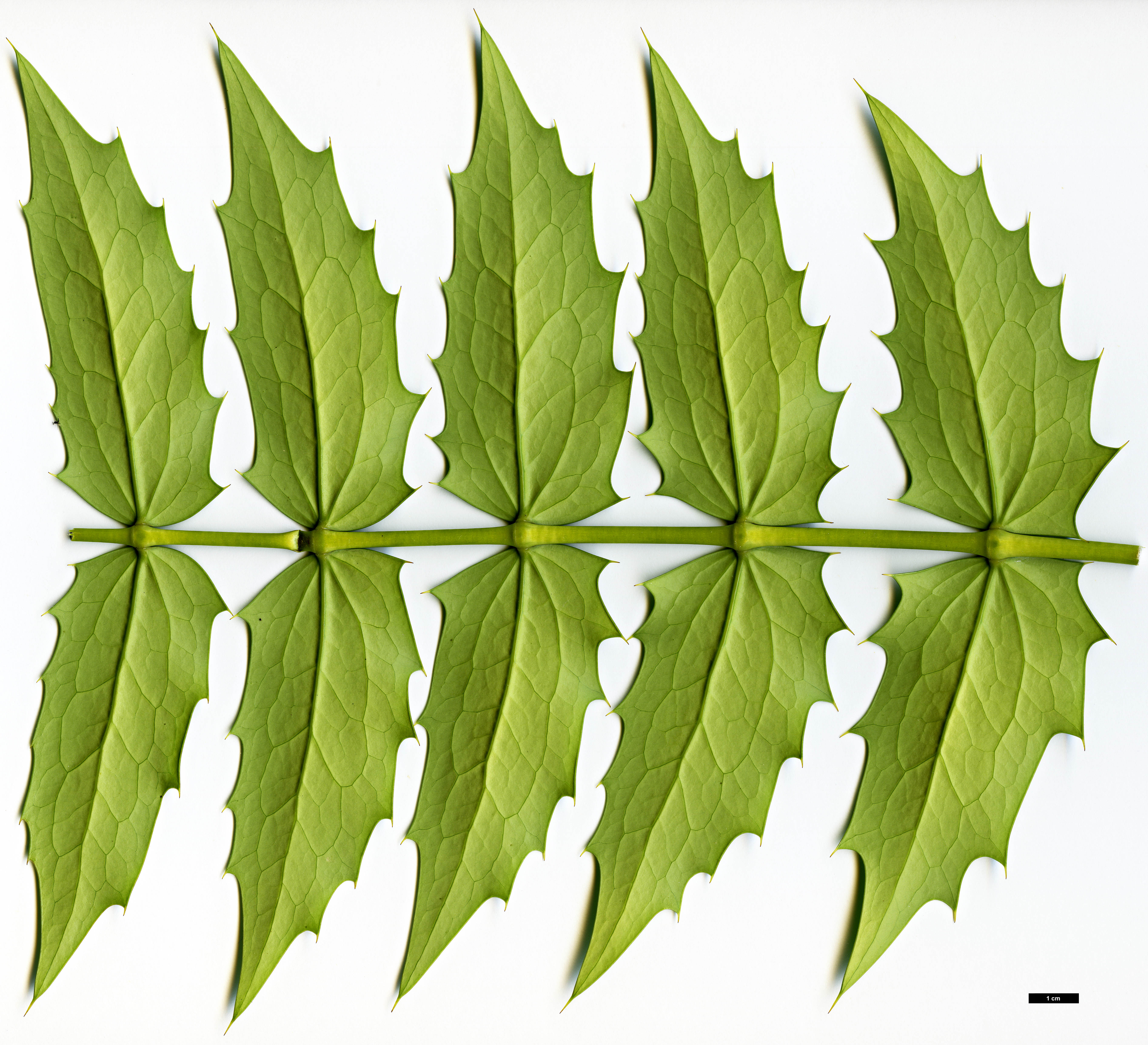 High resolution image: Family: Berberidaceae - Genus: Mahonia - Taxon: ×media - SpeciesSub: 'Home Wood' (M.japonica × M.oiwakensis subsp. lomariifolia)